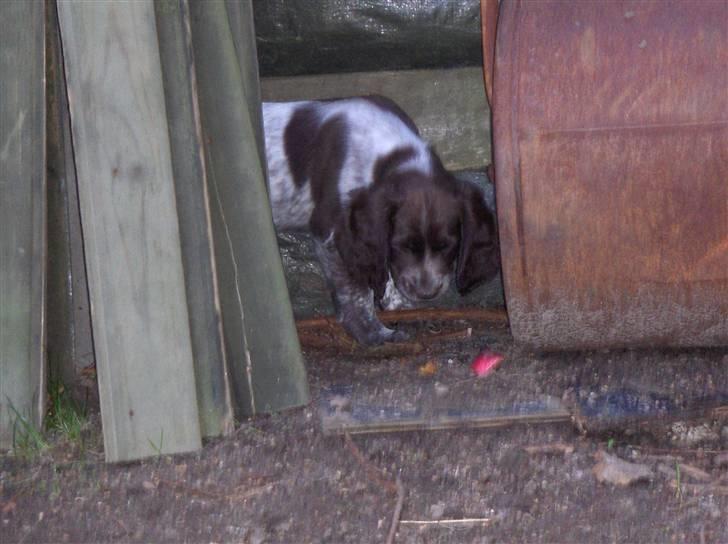Kleiner münsterländer Zenta billede 1