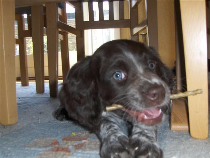 Kleiner münsterländer Zenta billede 2