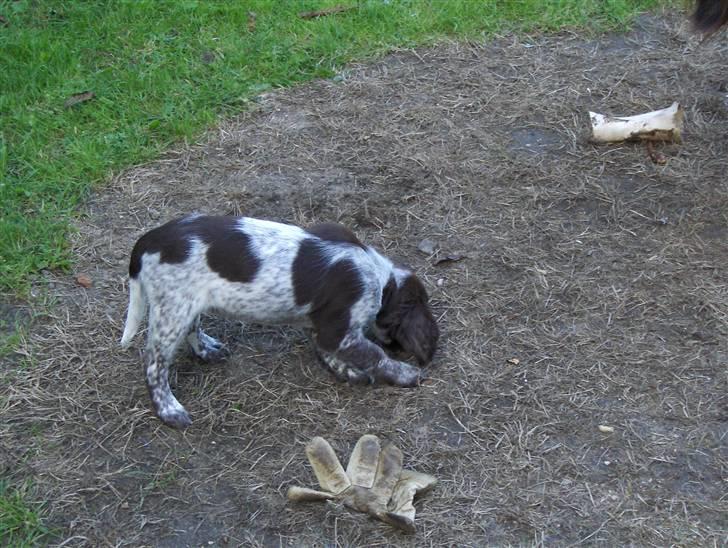 Kleiner münsterländer Zenta billede 3