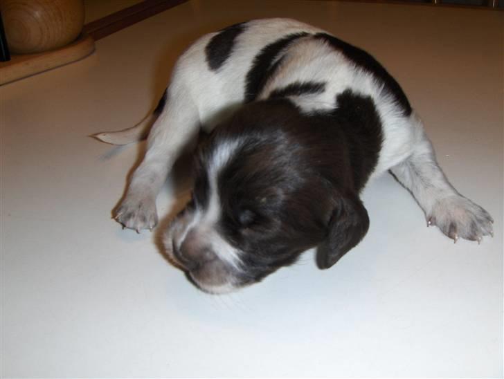 Kleiner münsterländer Zenta billede 4