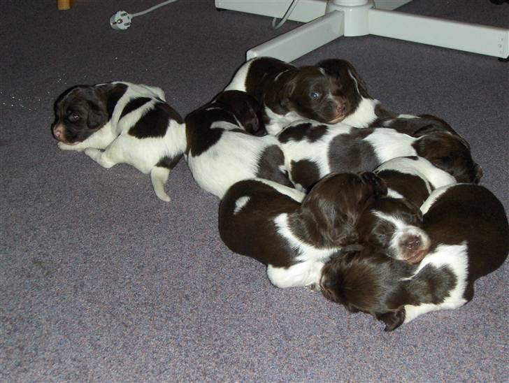 Kleiner münsterländer Zenta - Her er jeg med alle mine søskende de er næsten alle solgt billede 5