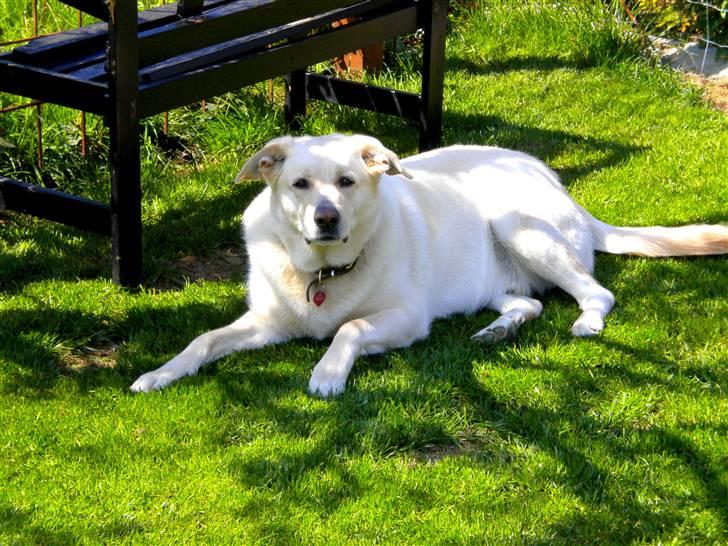 Blanding af racer Basse - Velkommen til Basse´s profil - Hvil i fred min elskede hund <3 billede 1