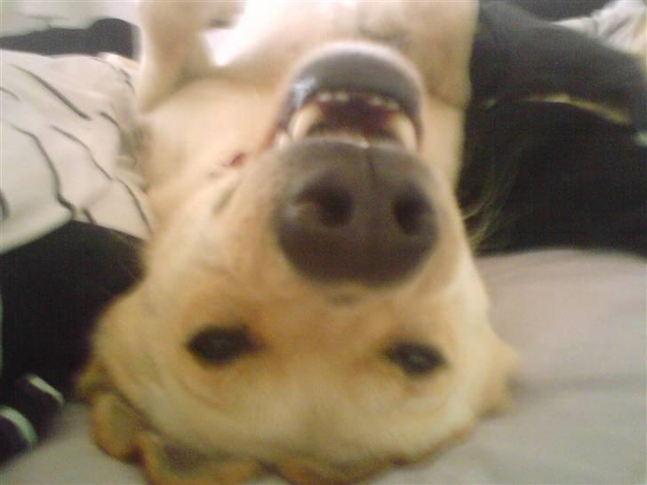 Blanding af racer Basse - "Nogle gange, er tårer den eneste mulighed dine øjne taler, når din mund ikke kan." billede 2