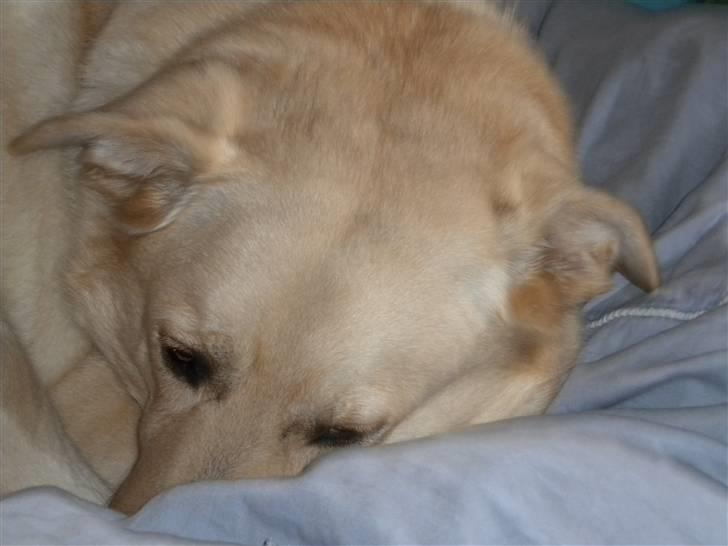 Blanding af racer Basse - Den største glæde i livet, er den overbevisning om at vi er elsket :´) billede 3