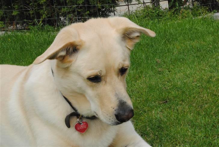 Blanding af racer Basse - Græd ikke fordi det er forbi, smil fordi det skete... - Dr. Seuss billede 4