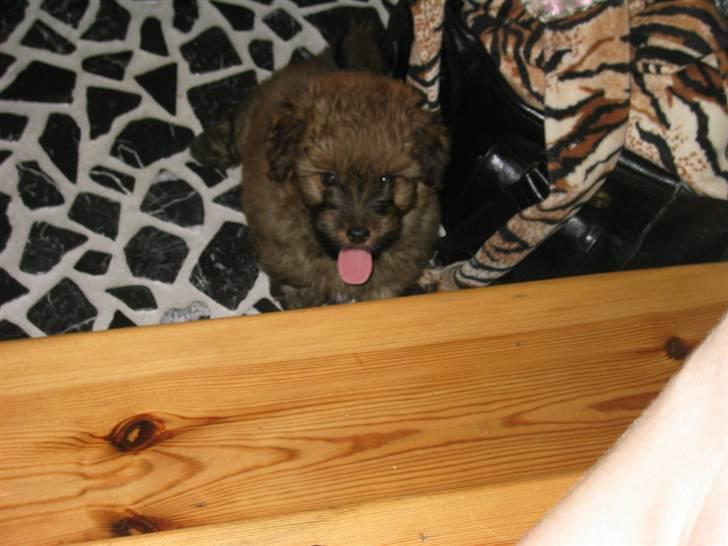 Norfolk terrier Skipper - Det er er min hund skipper som 8 uger gammel 2 dage efter vi fik ham :P  han sidder allerede oq rækker tunge? billede 1