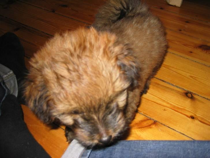 Norfolk terrier Skipper - vil lige vise diq noqet :) kom nu! billede 2