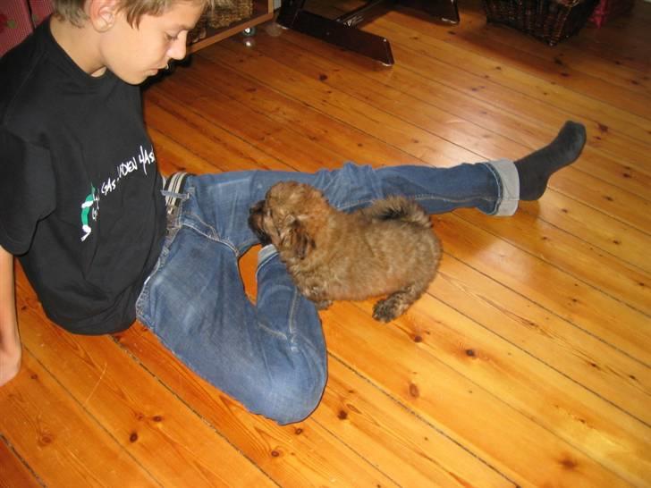 Norfolk terrier Skipper - Dagen hvor vi fik skipper :P billede 3