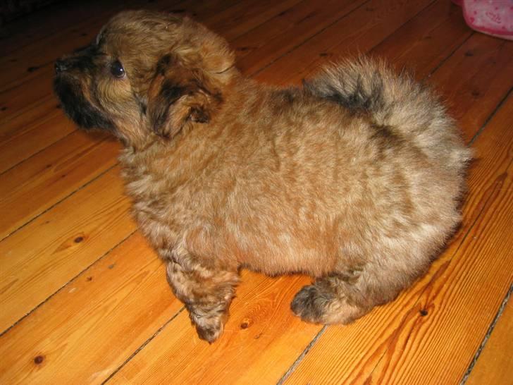 Norfolk terrier Skipper - Her er skipper så i profil :P billede 4