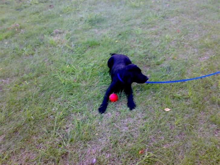 Labrador retriever Bertram R.I.P - Prøver at lege den den fine boldt men katten vil jeg oxo jeg med billede 10