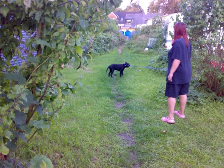 Labrador retriever Bertram R.I.P - Kalder du mor ??? Skal jeg komme nu  billede 12