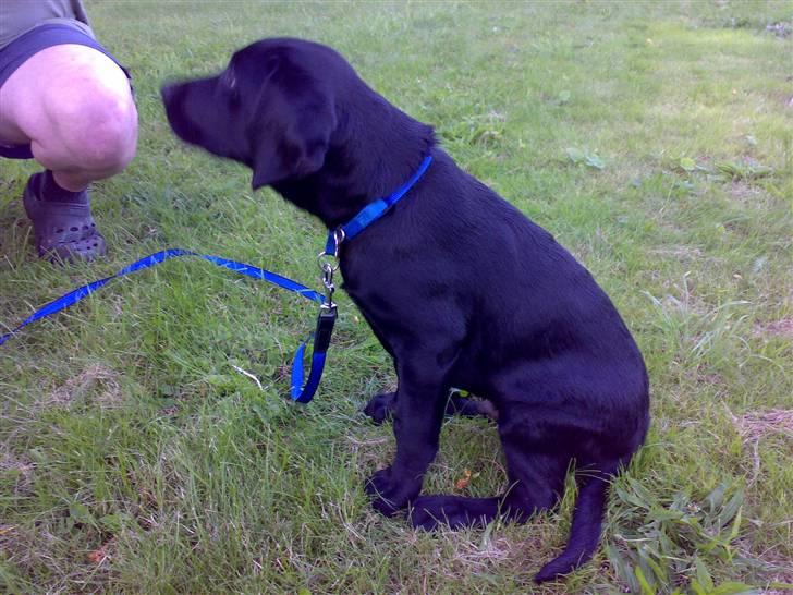 Labrador retriever Bertram R.I.P - Far siger sit så må jeg heller det... billede 14