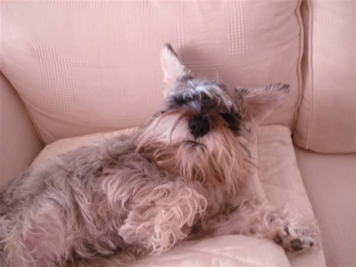 Dvaergschnauzer Figo ( ferdinand ) billede 2