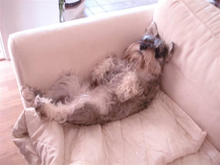 Dvaergschnauzer Figo ( ferdinand ) billede 3