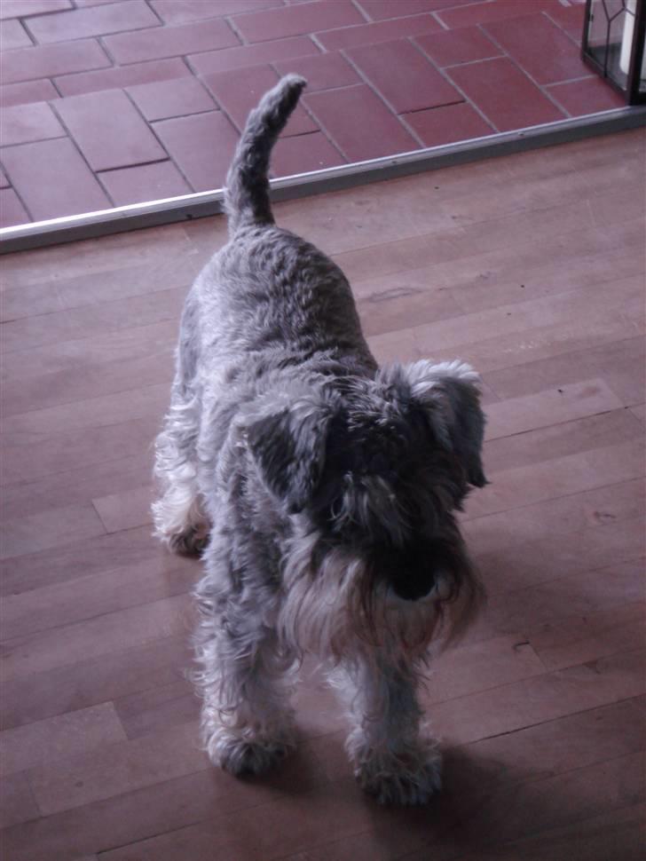 Dvaergschnauzer Figo ( ferdinand ) billede 4