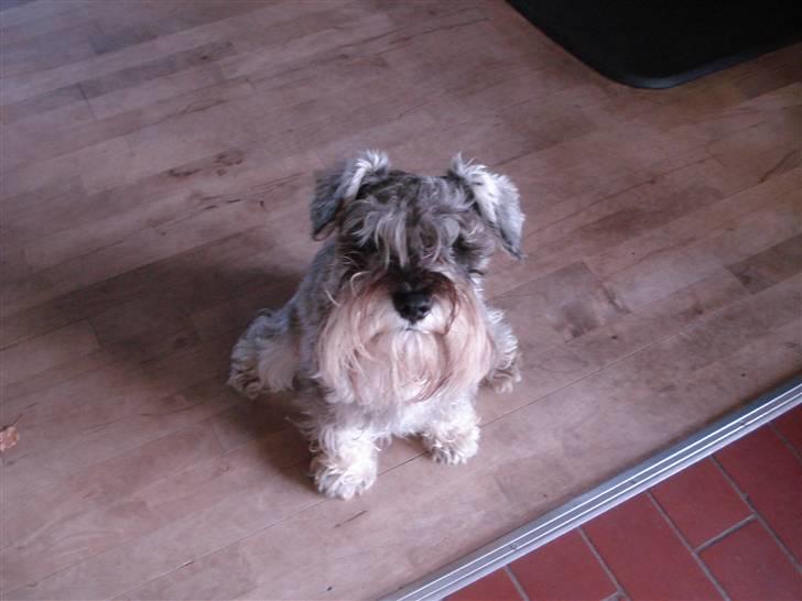 Dvaergschnauzer Figo ( ferdinand ) billede 5