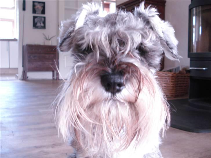 Dvaergschnauzer Figo ( ferdinand ) billede 6