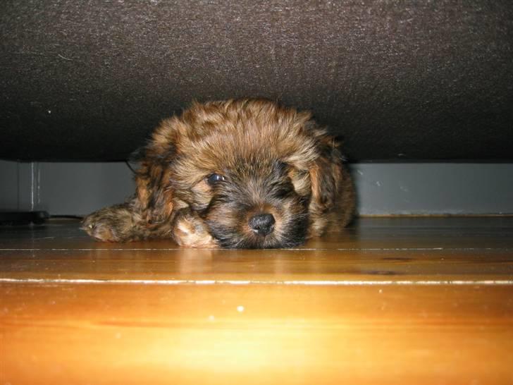 Norfolk terrier Skipper - flygt kamera monsteret kommer! under sofaen! hurtigt! alle dyr i dækning! billede 5