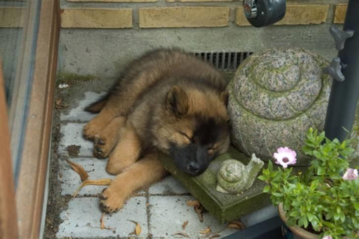 Eurasier Spike - Man kan blive noget så træt. billede 6