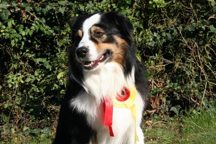 Australian shepherd LP1, RBM,  Painted Magic  Boromir of Gondor RIP   billede 13