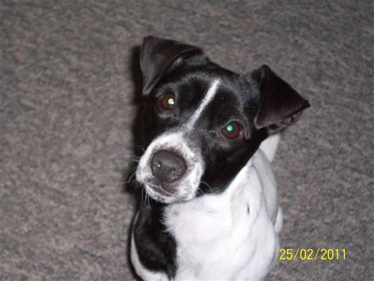 Dansk svensk gaardhund Aslan billede 1