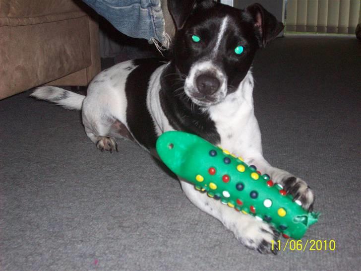 Dansk svensk gaardhund Aslan billede 2