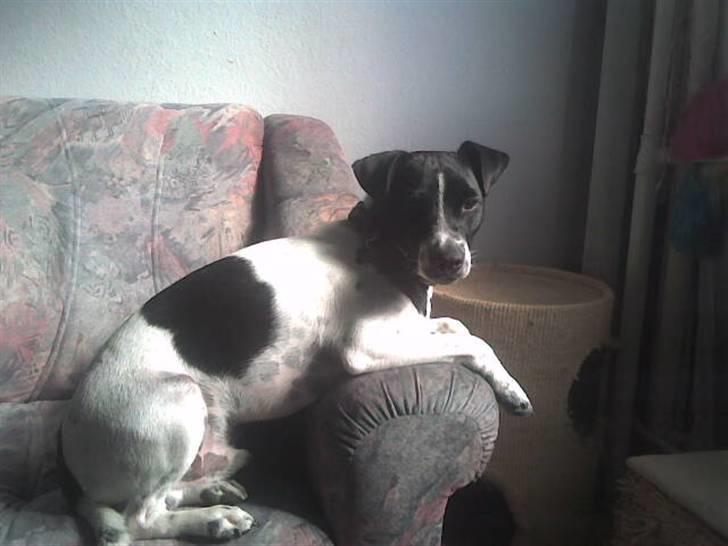 Dansk svensk gaardhund Aslan billede 3