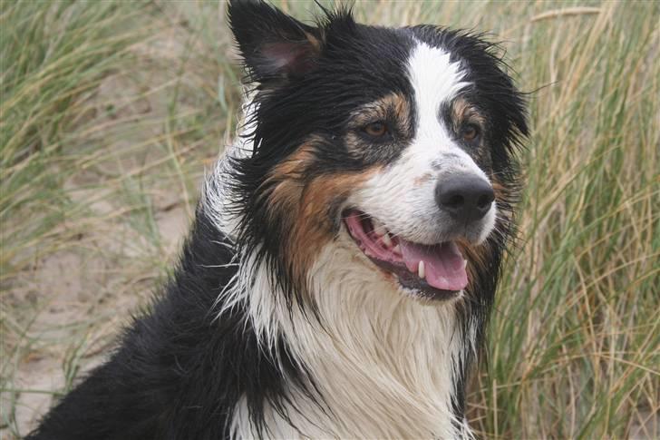 Australian shepherd LP1, RBM,  Painted Magic  Boromir of Gondor RIP   billede 14