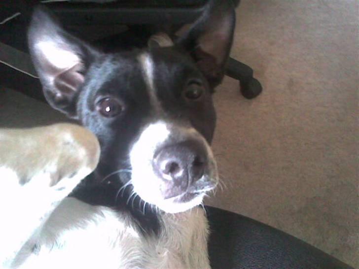 Dansk svensk gaardhund Aslan billede 4