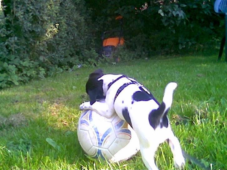 Dansk svensk gaardhund Aslan billede 5