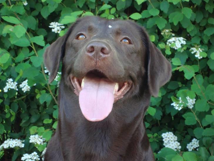 Labrador retriever *Formel 1* Sally (sørøver sally) billede 7