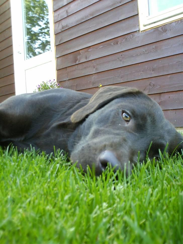 Labrador retriever *Formel 1* Sally (sørøver sally) - Gode venner kan lave alting sammen - men kun de bedste venner er i stand til at lave ingenting sammen. billede 8