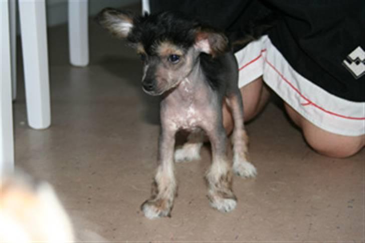 Chinese crested hårløs Kala - Her er Kala, kun 9 uger gammel. billede 1