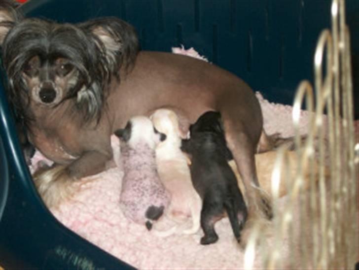 Chinese crested hårløs Kala - De følgende billeder er fra opdrætteren og er desværre sløret.Her er Kala´s mor og søskende. billede 2