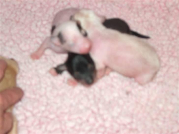 Chinese crested hårløs Kala - (fra opdrætter) Kala er den sorte. Hun har to CC søstre og en PP bror. billede 4