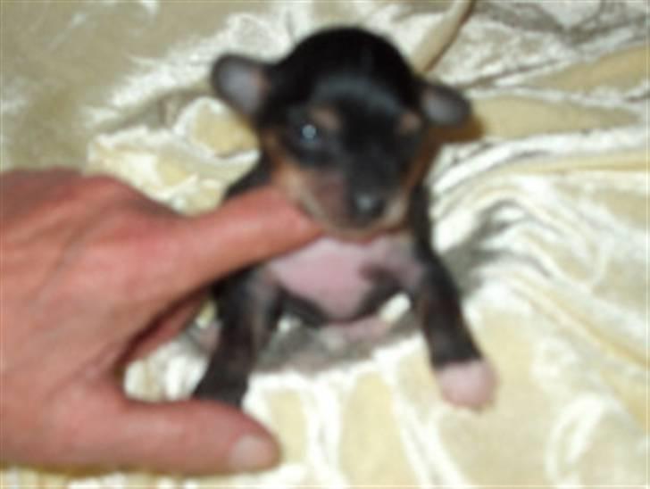 Chinese crested hårløs Kala - (fra opdrætteren) Her er hun som 4 uger gammel. billede 5