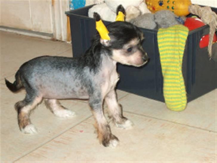 Chinese crested hårløs Kala - (fra oprætter) Kala som 7 uger gammel. billede 6