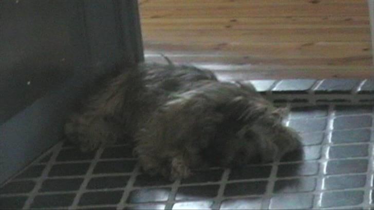 Norfolk terrier Skipper - ta´r mig lige en morfar her tak! billede 6