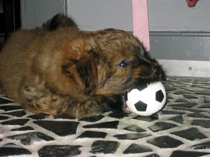 Norfolk terrier Skipper - YEA ! så er der ny bold !  billede 7