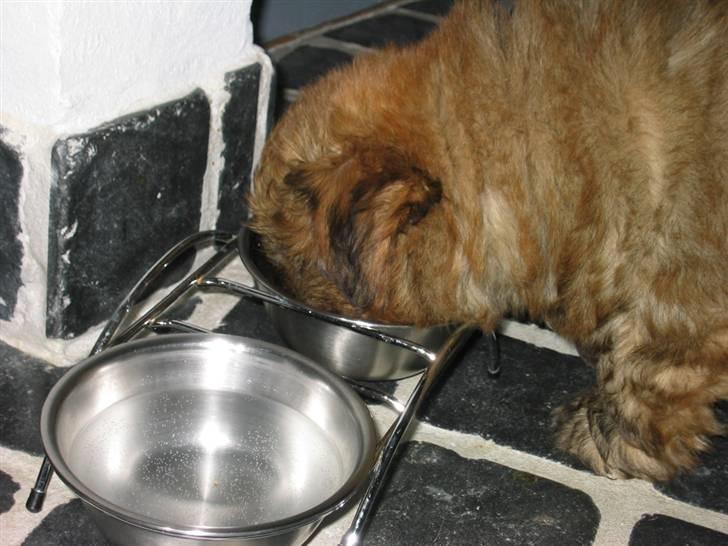 Norfolk terrier Skipper - Snupper også lige noget af kattens mad ! smager oqså godt billede 8