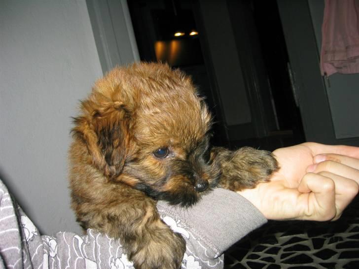 Norfolk terrier Skipper - GIV MIG BLOD!!!!!!!!!!!   billede 9