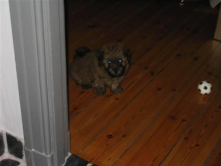 Norfolk terrier Skipper - bøh! :P !  billede 10