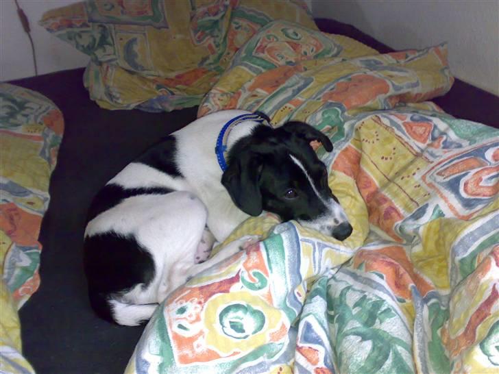 Dansk svensk gaardhund Rocky billede 19