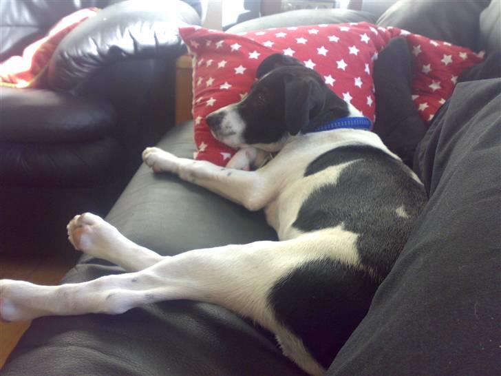 Dansk svensk gaardhund Rocky billede 20