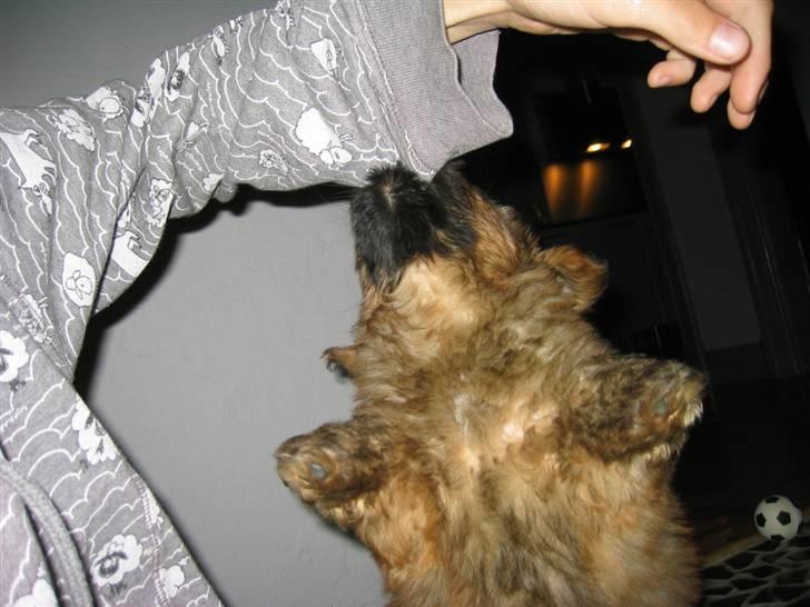 Norfolk terrier Skipper - Ae mig så! vil du ikke nok? jeq bliver SUR hvis du ikke a´er mig ! vruf vruf! billede 11