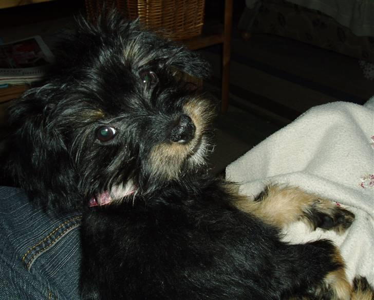 Blanding af racer Sille billede 13