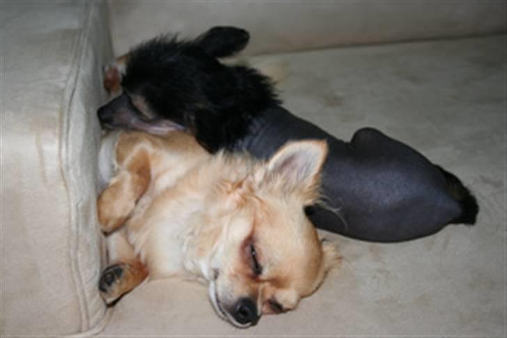 Chinese crested hårløs Kala - Her sover Kala sammen med vores 3½ årige Chihuahua, Beauty. billede 7