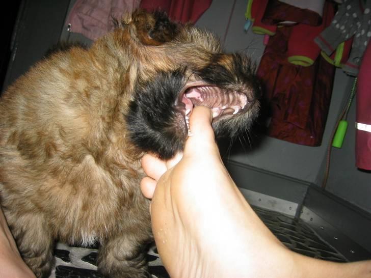 Norfolk terrier Skipper - Her er lidt beviser på hans fodtrang! yummie! billede 12