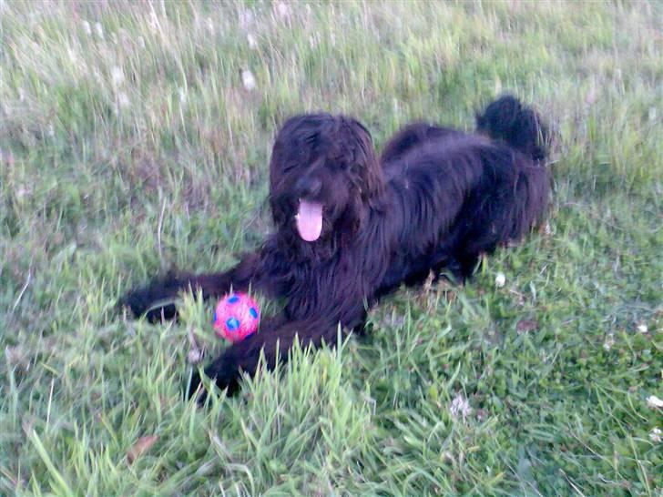 Briard Zita billede 5