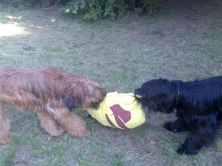 Briard Zita - Her er Zita.s legeveninde Massy som min mor også ejer.. billede 6